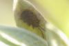Dicladispa testacea